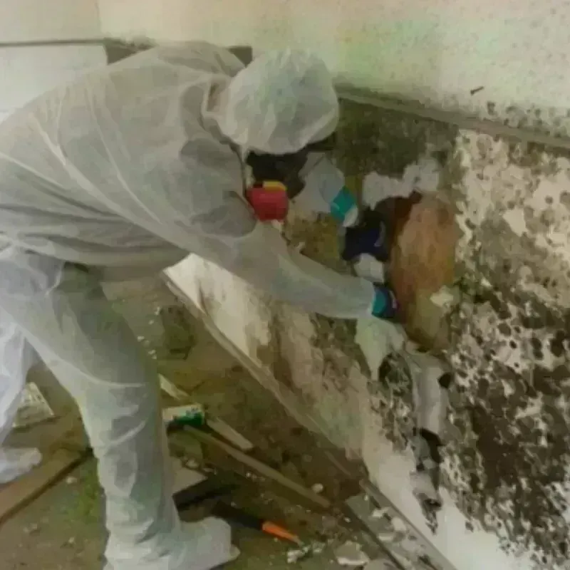 Mold Remediation and Removal in Maiden, NC